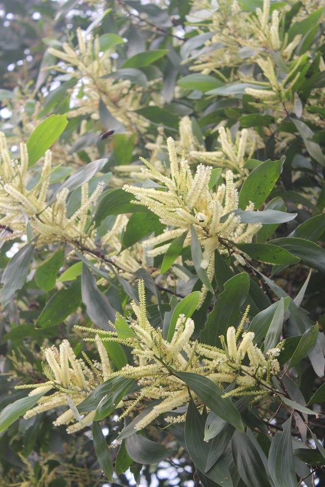 12027533 1058631407504629 1904588374959690506 n