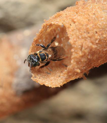 19424511 1596444893701628 3836337257201736539 n