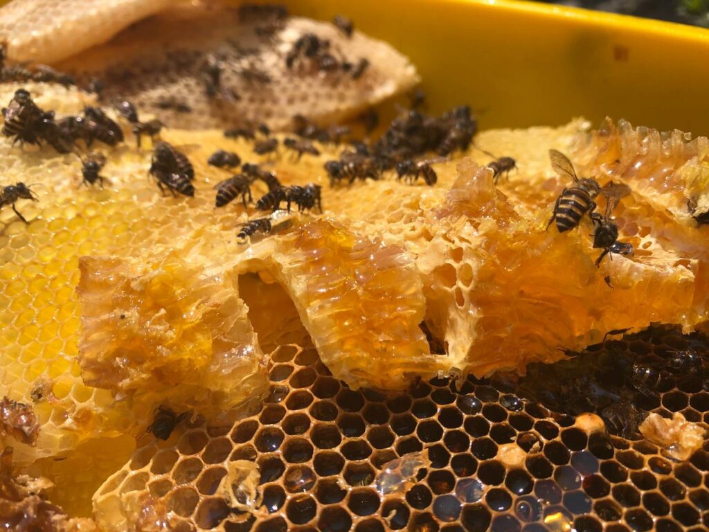 Madu Lebah