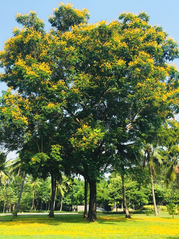 pokok akasia