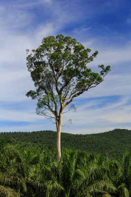 pokok tualang