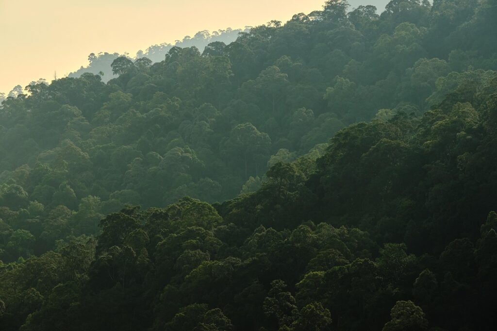 mountain, forest, nature, fog, trees, landscape, green, woods, jungle, mist, foggy, malaysia, asia