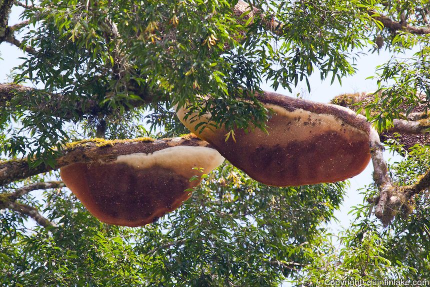 honey on tualang tree