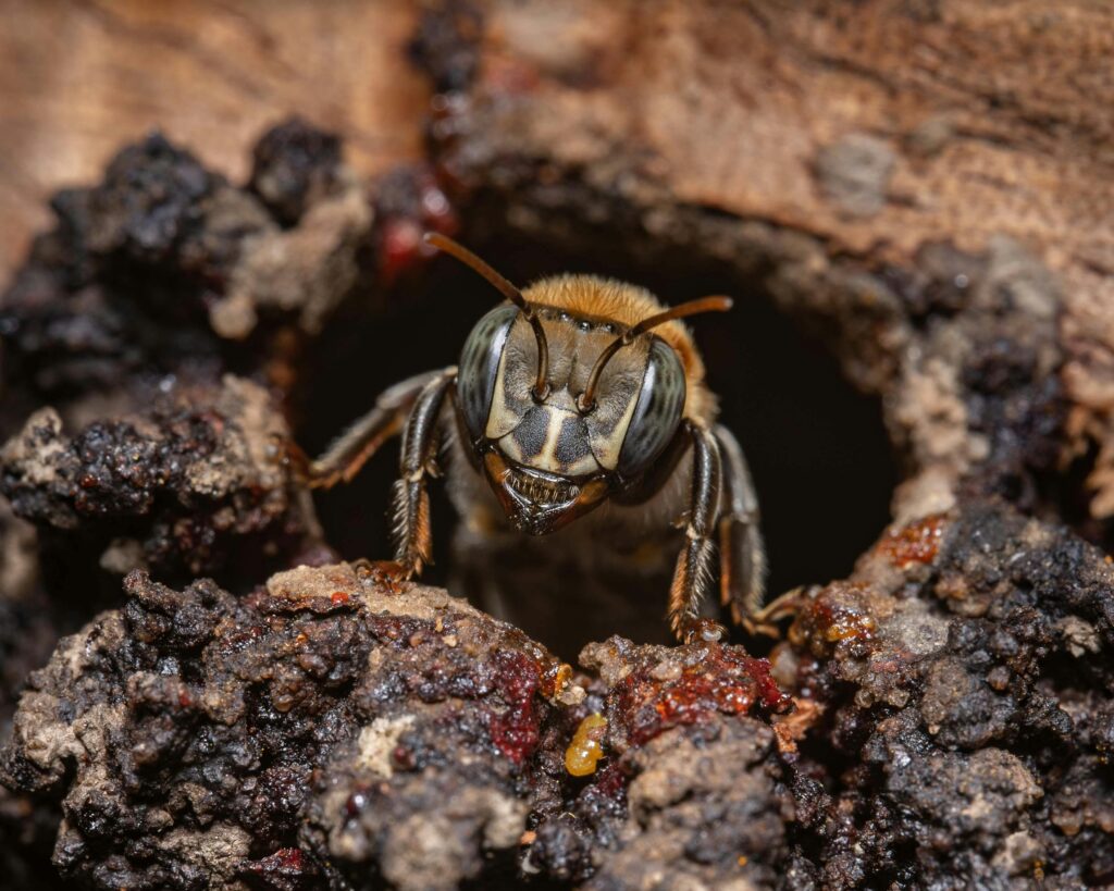 Detailed image of a bee emerging from a hive in Moyobamba, Peru.