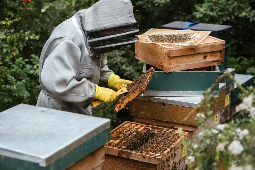 Anonymous apiarist in uniform standing near beehive and holding honeycomb while collecting honey